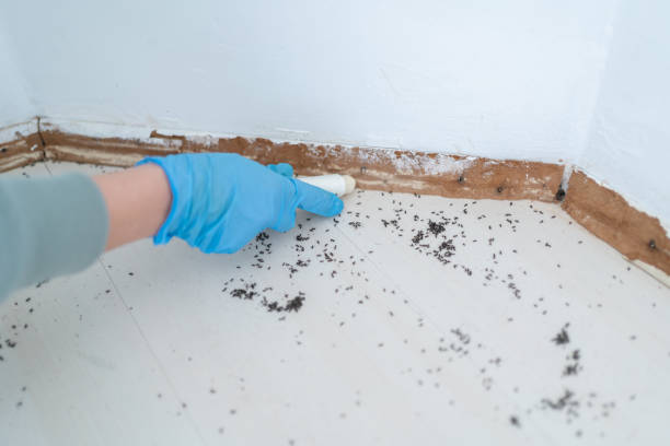 Real Estate Pest Inspections in Cheswold, DE